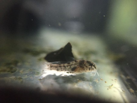 Corydoras Sterbai Jong
